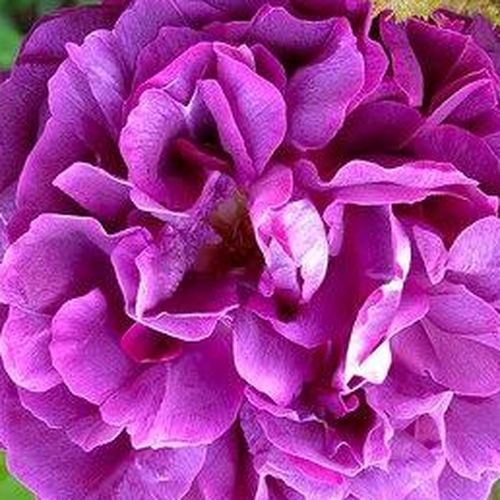Rosa William Lobb - trandafir cu parfum intens - Trandafir copac cu trunchi înalt - cu flori tip trandafiri englezești - violet - Jean Laffay - coroană curgătoare - ,-